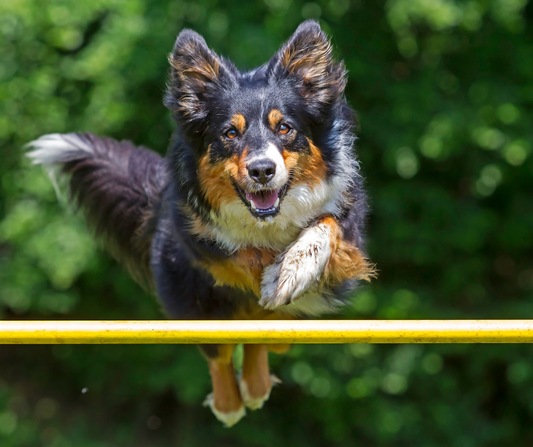 Why Agility Training is a Pawsome Trend