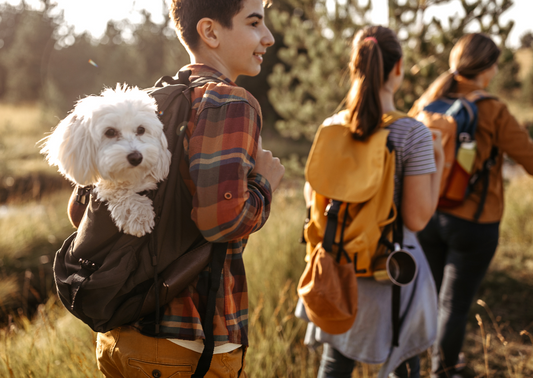 Top 3 Dog-Friendly Destinations in the UK