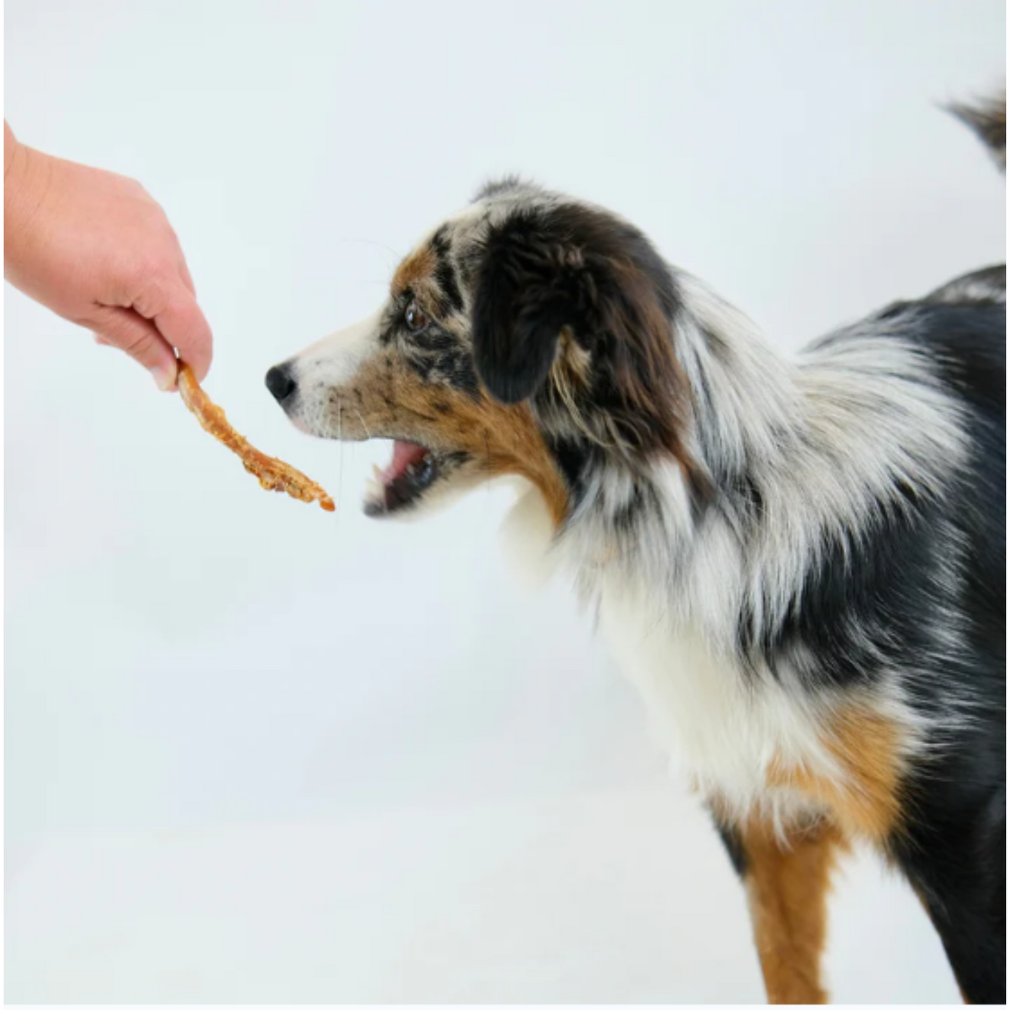 Lamb Tendons