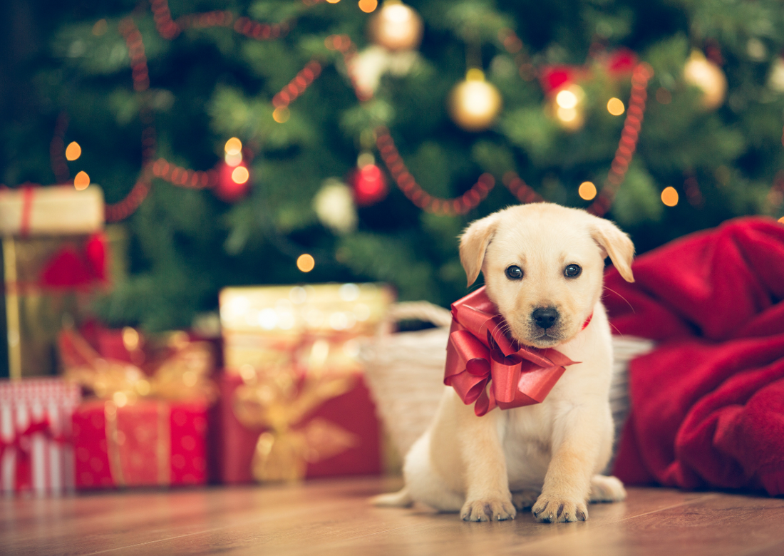 Pawsome Pet Parents Guide to Puppies 2024