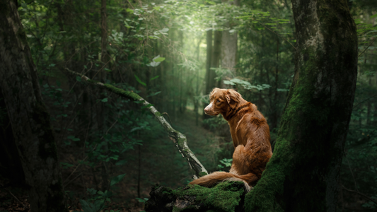 Your Impact as an Eco-Conscious Pet Parent