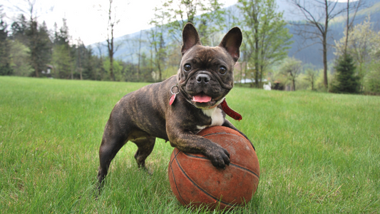 The Art of Pet Play: Understanding Your Dog's Play Style